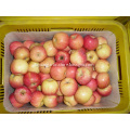 New crop of Fresh Fuji apple